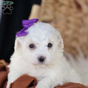 Bridget, Bichon Frise Puppy